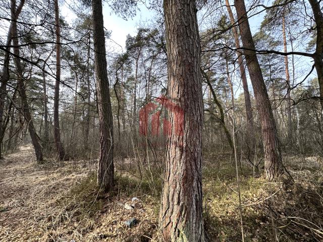 WYJATKOWA OFERTA! Sprzedam 6,51 HA wiekowego lasu!