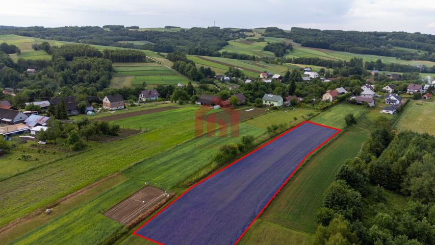 Działka budowlana z widokiem na iglasty las