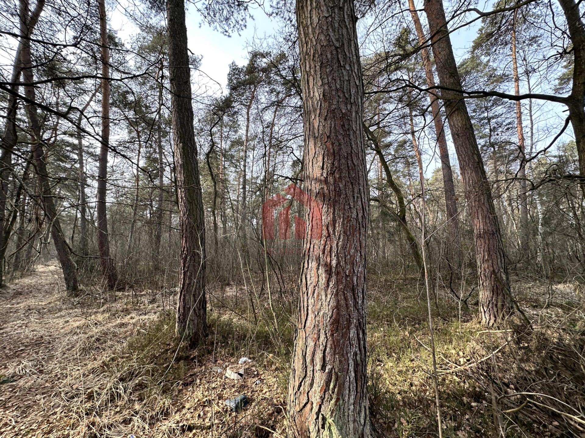 WYJATKOWA OFERTA! Sprzedam 6,51 HA wiekowego lasu!