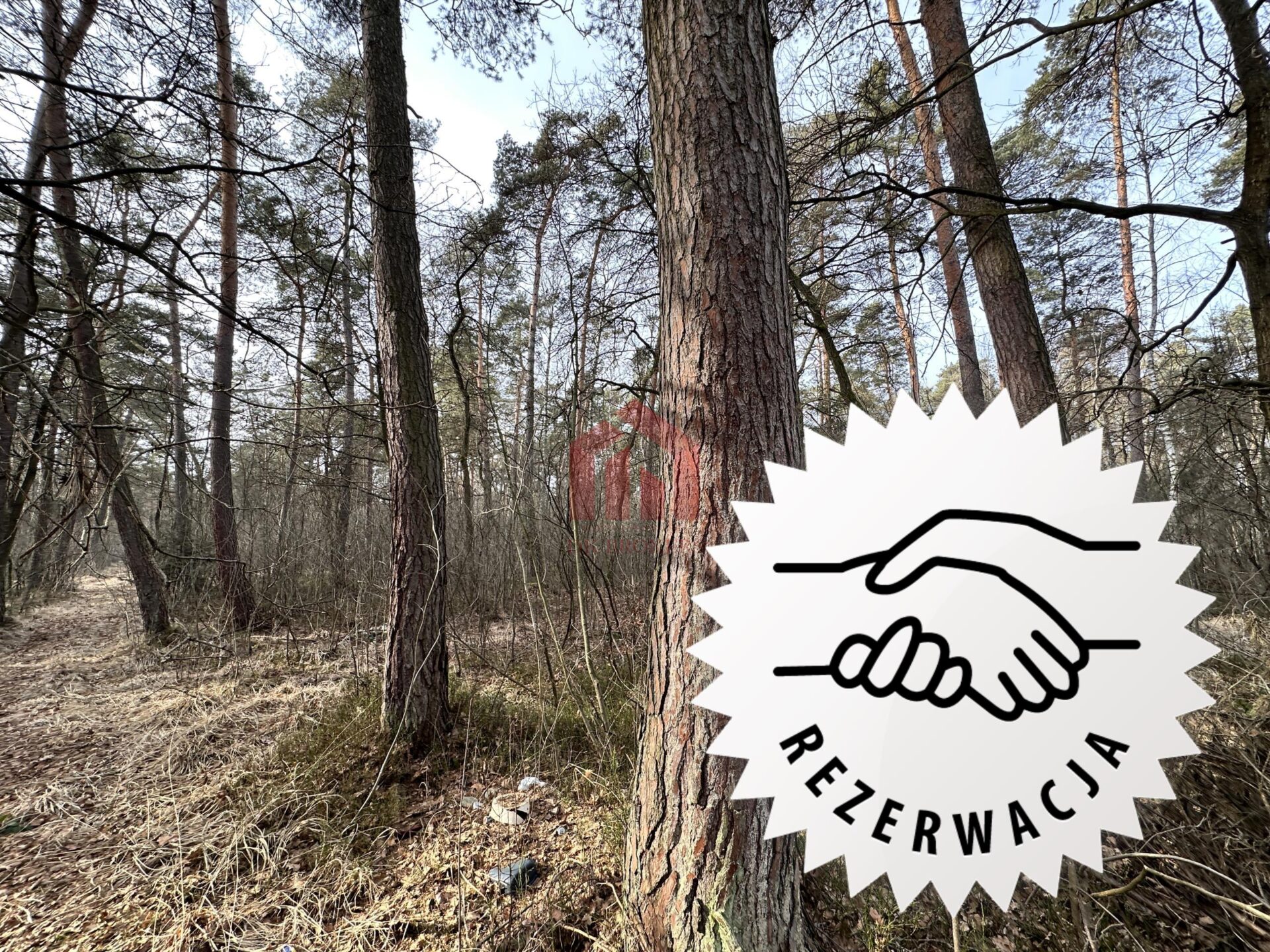 WYJATKOWA OFERTA! Sprzedam 6,51 HA wiekowego lasu!