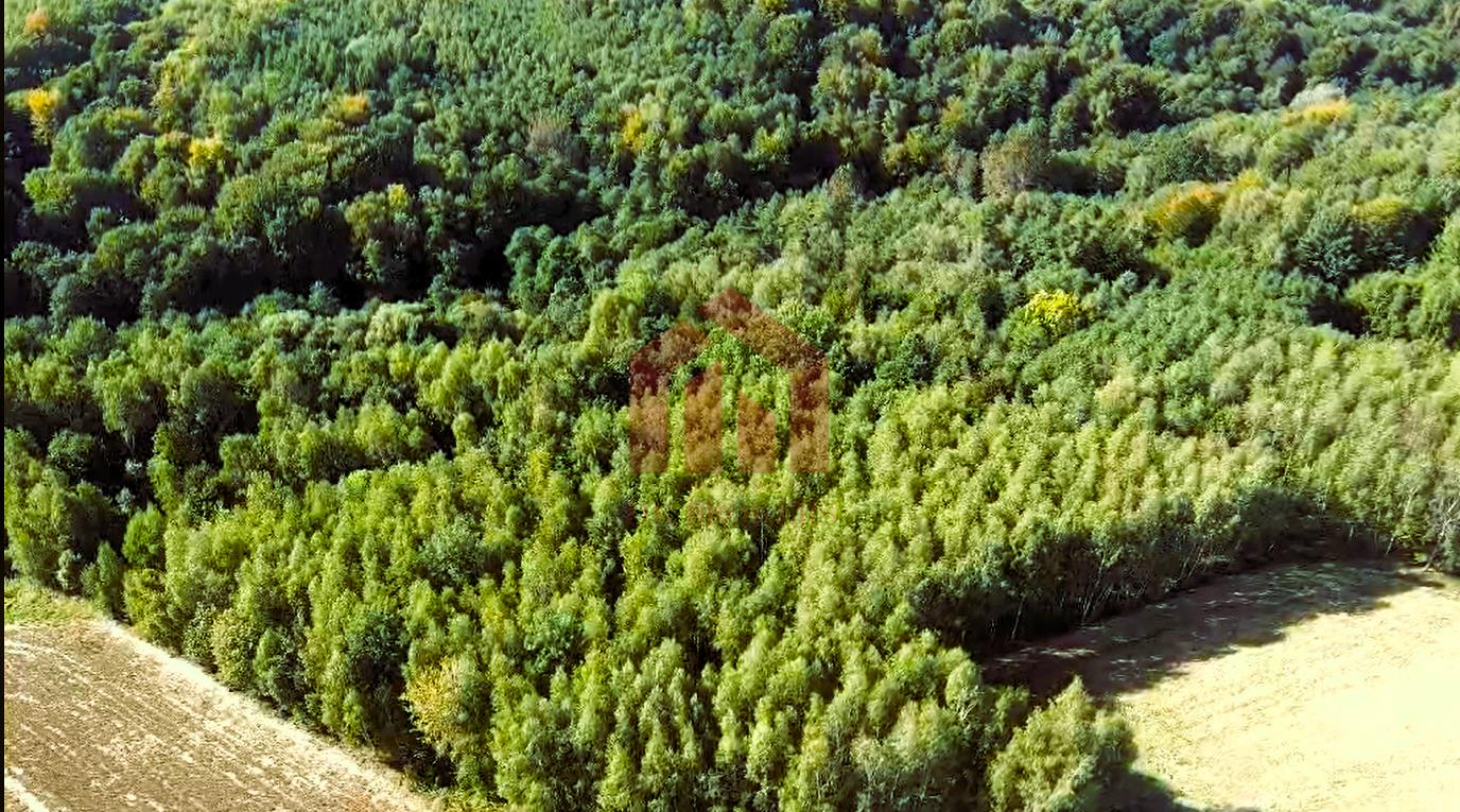 LAS I GRUNTY NA SPRZEDAŻ GNOJNICA, GMINA ROPCZYCE | 1,58 HA |